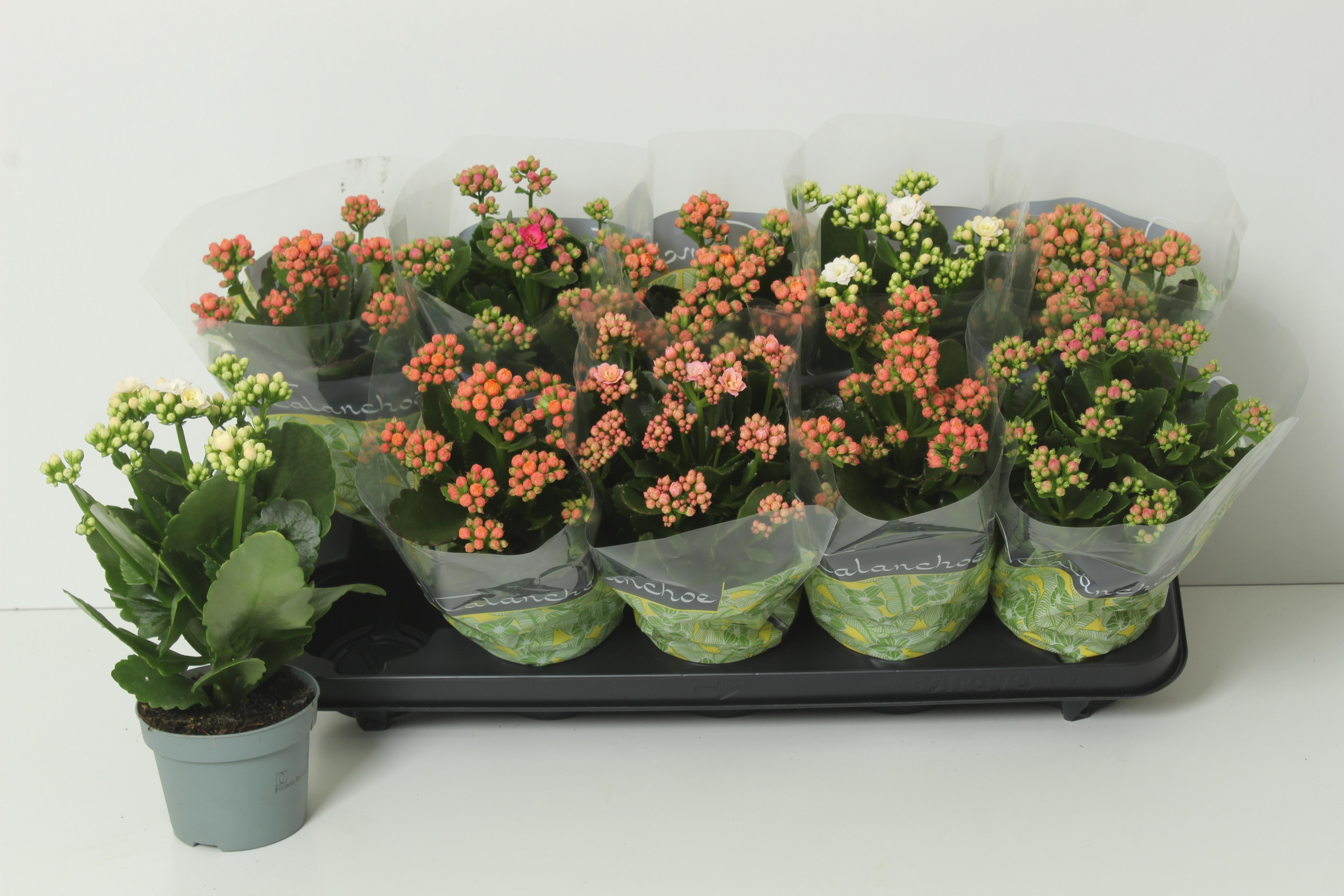 Горшечные цветы и растения оптом Kal Ge Perf Gem 4 Kl от 10шт из Голландии с доставкой по России