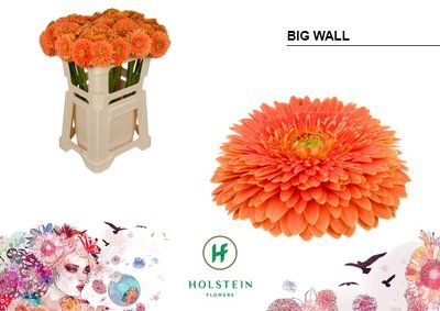 Срезанные цветы оптом Gerbera gerponi big wall от 40шт из Голландии с доставкой по России