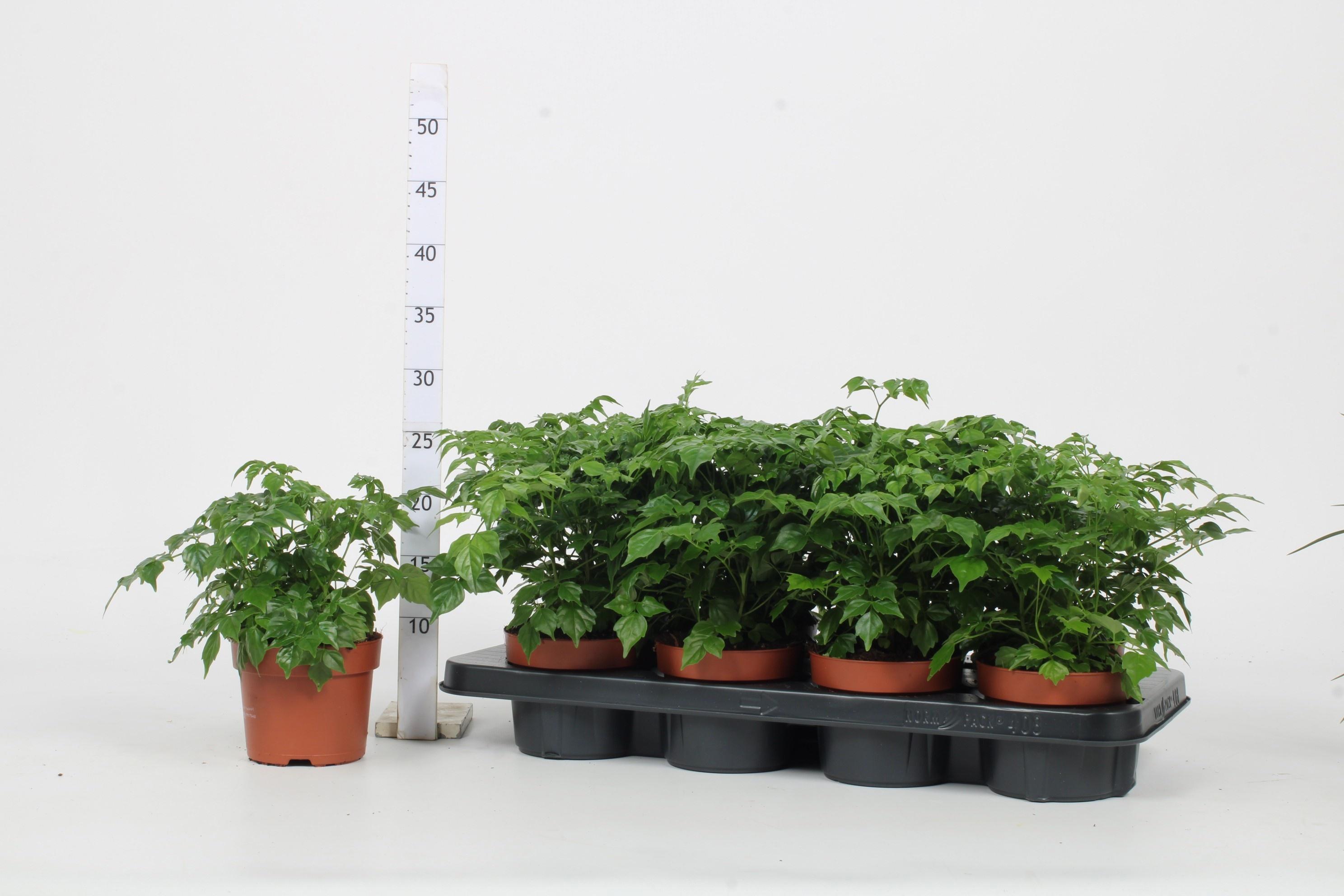 Горшечные цветы и растения оптом Radermachera Sinica от 8шт из Голландии с доставкой по России