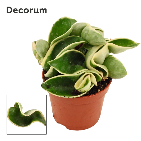 Горшечные цветы и растения оптом Hoya Carnosa Compacta Variegata от 18шт (для телеги) из Голландии с доставкой по России