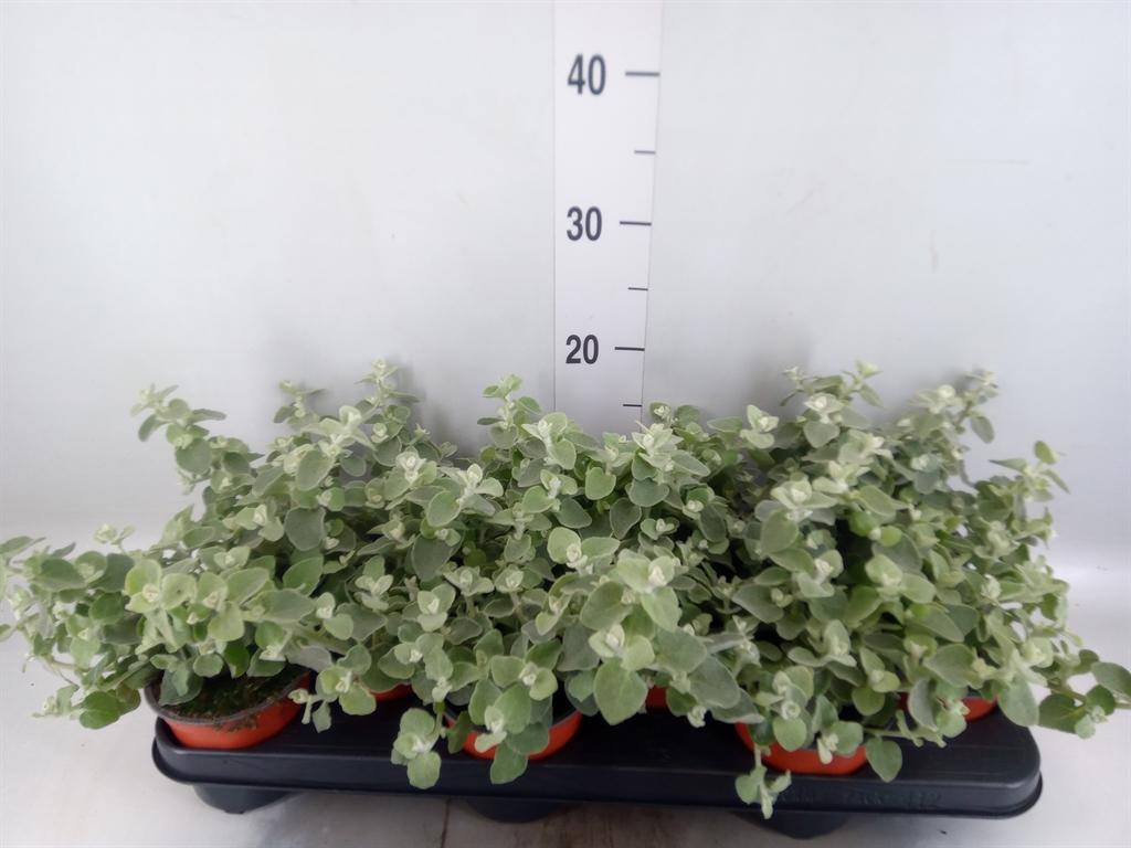 Горшечные цветы и растения оптом Helichrysum Petiolare от 12шт из Голландии с доставкой по России