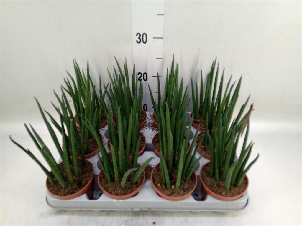 Горшечные цветы и растения оптом Sansevieria Bacularis от 12шт (для телеги) из Голландии с доставкой по России