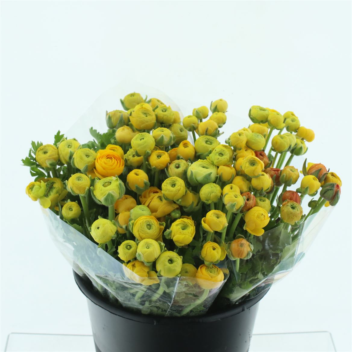 Срезанные цветы оптом Ranunculus elegance yellow от 100шт. из Голландии с доставкой по России