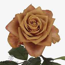 Срезанные цветы оптом Rosa la garden symbol от 24шт из Голландии с доставкой по России