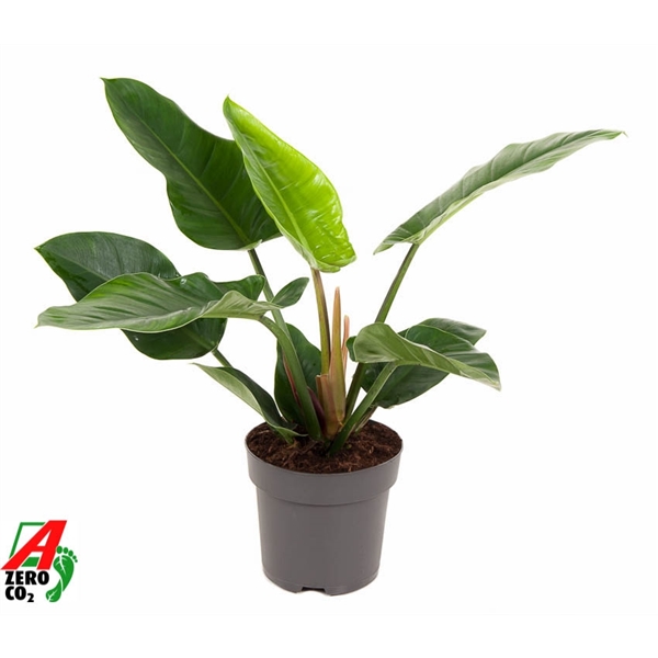 Горшечные цветы и растения оптом Philodendron Imperial Green от 1шт из Голландии с доставкой по России