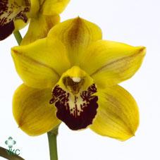 Срезанные цветы оптом Minicymbidium gold florisun vera от 5шт.. из Голландии с доставкой по России