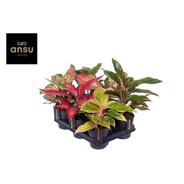 Горшечные цветы и растения оптом Aglaonema Colour Mix от 6шт из Голландии с доставкой по России