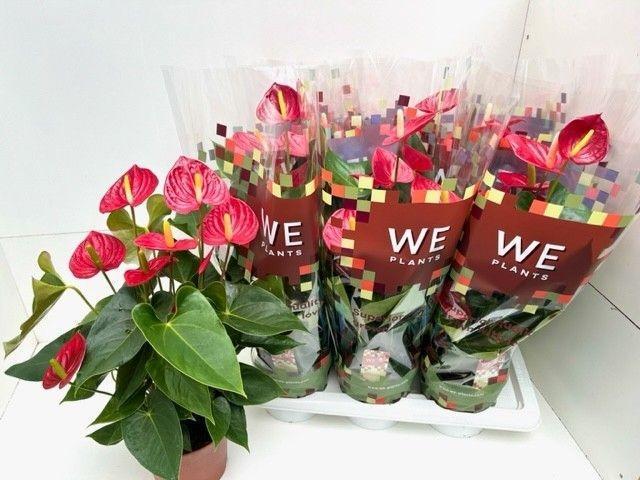 Горшечные цветы и растения оптом Anthurium Tremendo от 6шт из Голландии с доставкой по России