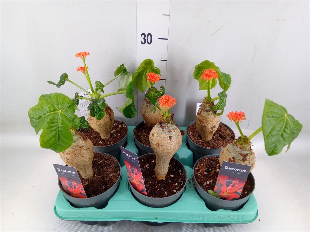 Горшечные цветы и растения оптом Jatropha Podagrica от 6шт из Голландии с доставкой по России