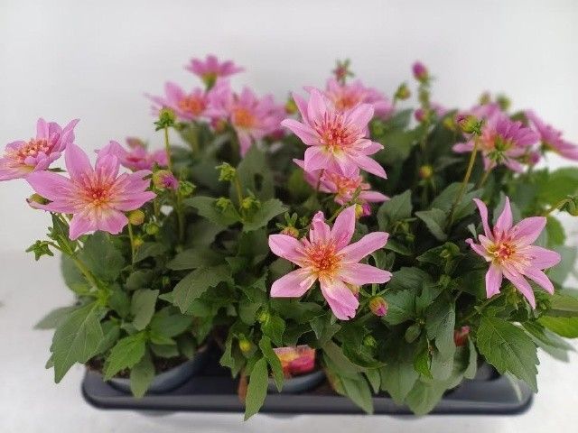 Горшечные цветы и растения оптом Dahl D M Starbu Pink от 6шт из Голландии с доставкой по России