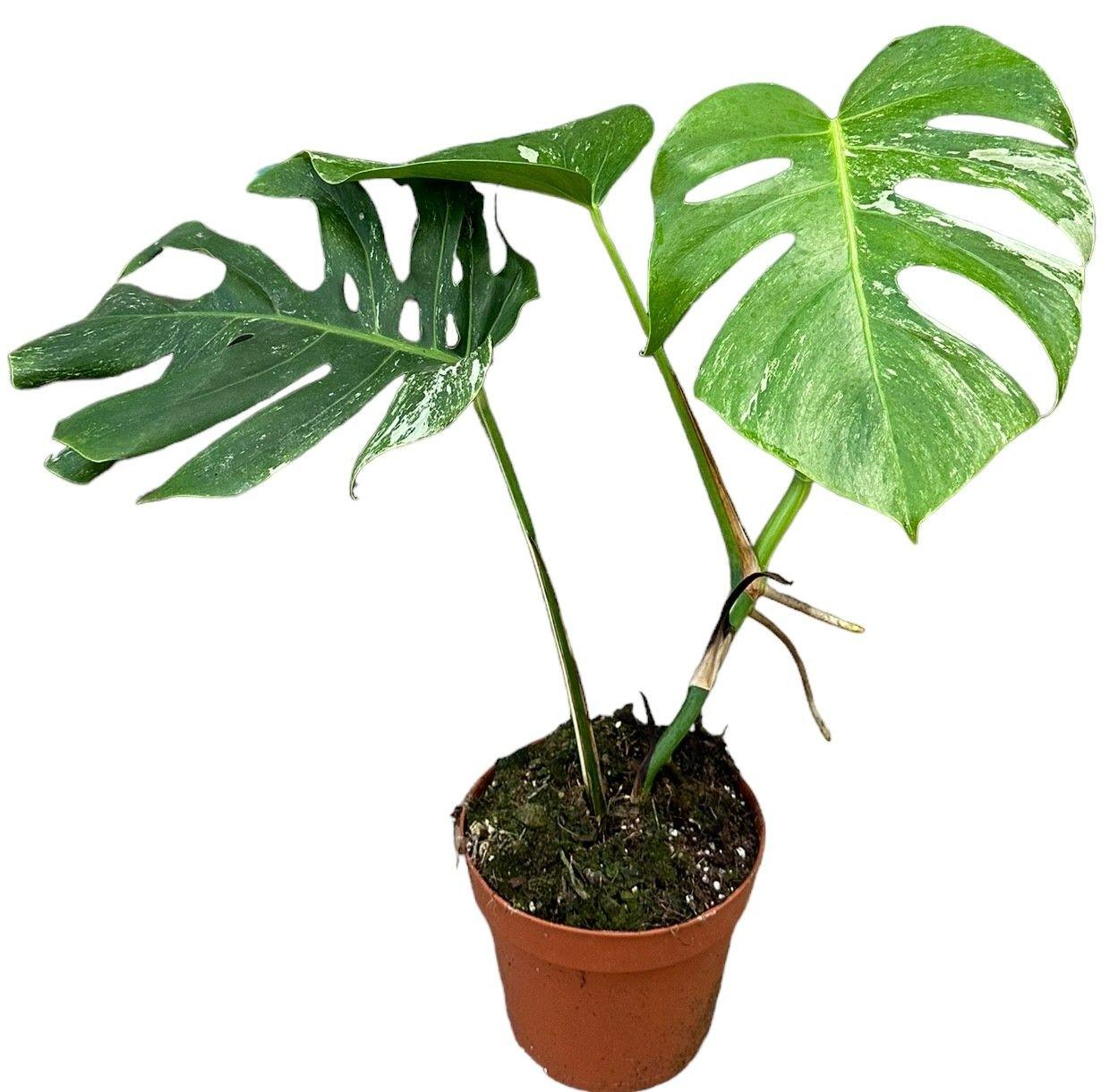 Горшечные цветы и растения оптом Monstera Deliciosa Variegata от 1шт из Голландии с доставкой по России