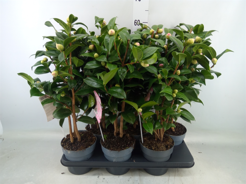 Горшечные цветы и растения оптом Camellia Japonica от 6шт из Голландии с доставкой по России