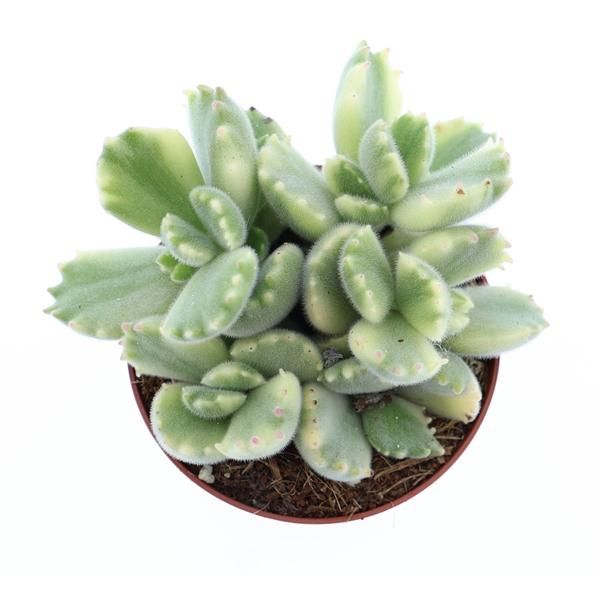 Горшечные цветы и растения оптом Cotyledon Ladysmithiensis Variegata от 12шт (для телеги) из Голландии с доставкой по России