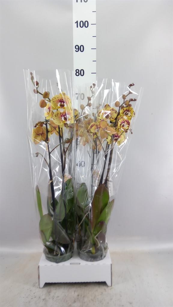 Горшечные цветы и растения оптом Phalaenopsis ... от 4шт из Голландии с доставкой по России