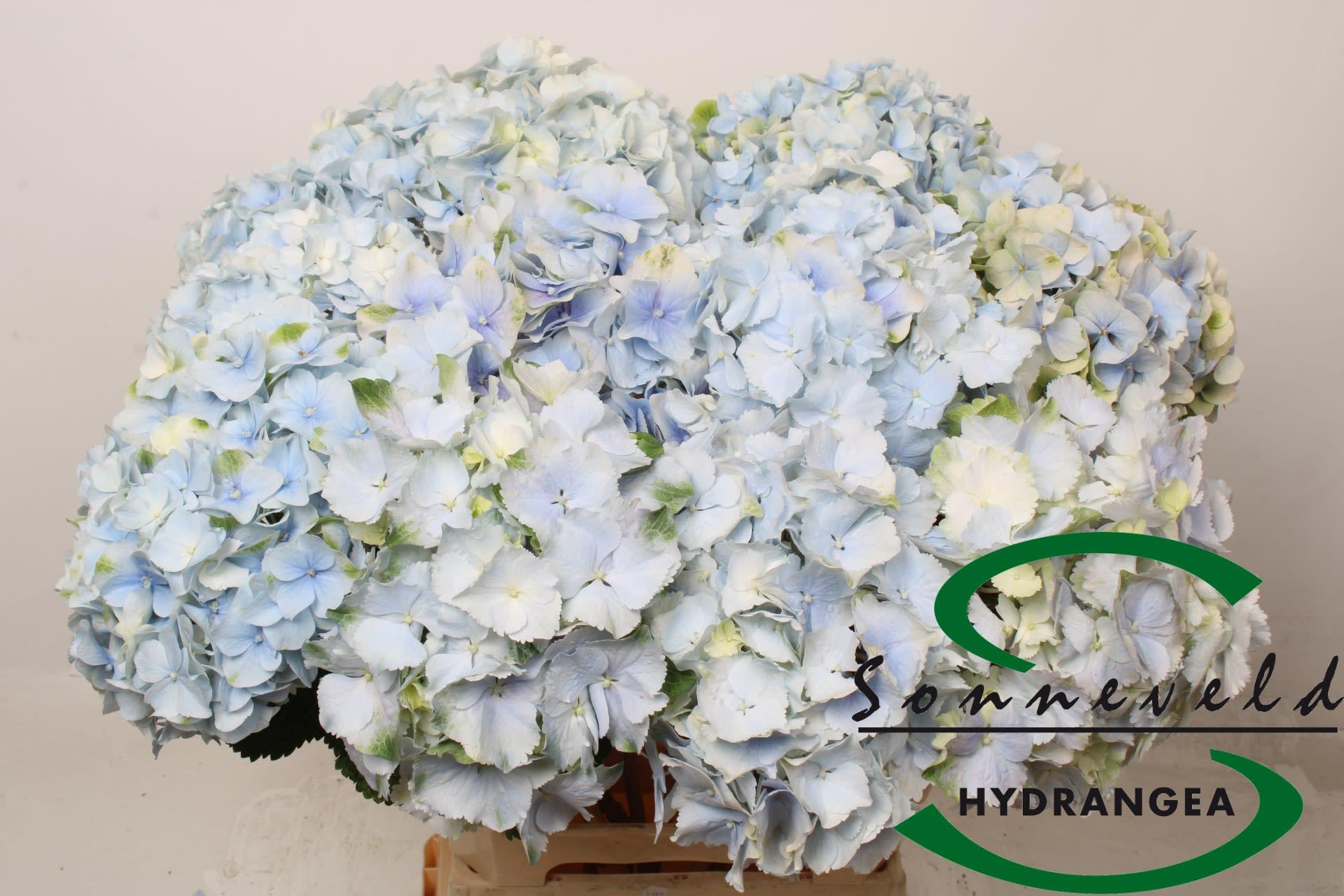 Срезанные цветы оптом Hydrangea verena blue classic от 10шт. из Голландии с доставкой по России