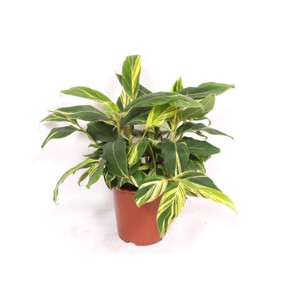 Горшечные цветы и растения оптом Alpinia Zerumbet Variegata от 1шт из Голландии с доставкой по России
