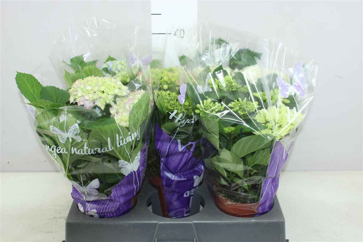 Горшечные цветы и растения оптом Hydrangea Gemengd 6-7 от 5шт из Голландии с доставкой по России