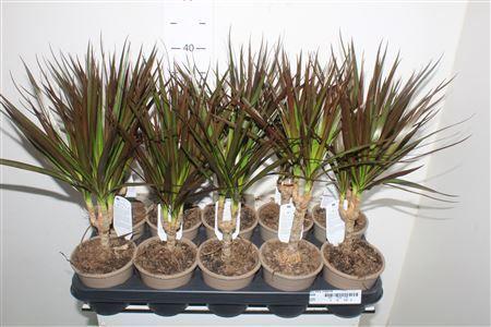 Горшечные цветы и растения оптом Dra Marg Magenta от 10шт из Голландии с доставкой по России