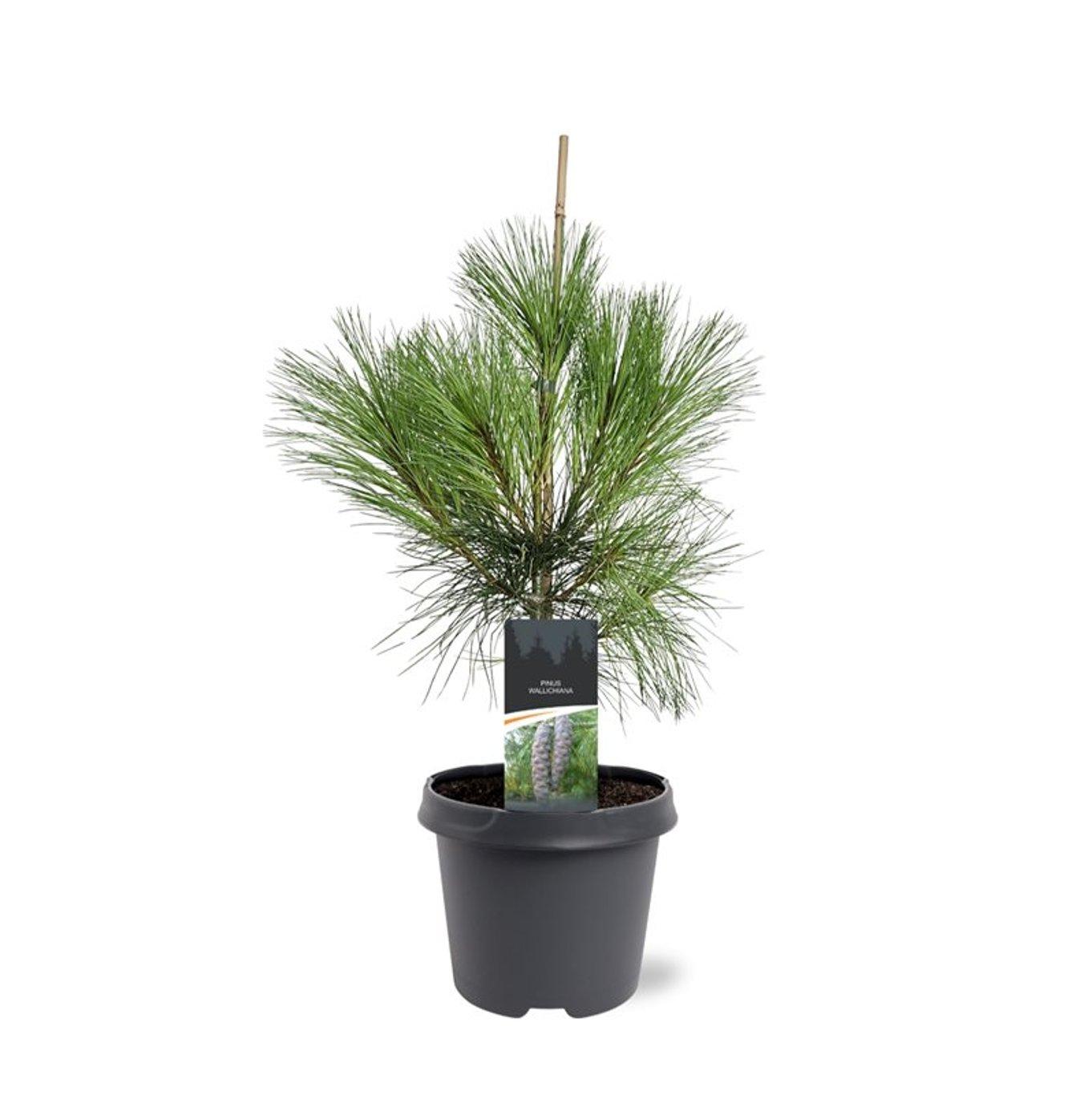 Горшечные цветы и растения оптом Pinus Wallichiana от 1шт из Голландии с доставкой по России