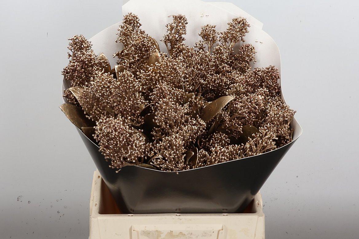 Срезанные цветы оптом Skimmia wax gold от 5шт из Голландии с доставкой по России