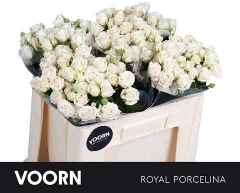 Срезанные цветы оптом Rosa spray royal porcelina от 50шт из Голландии с доставкой по России
