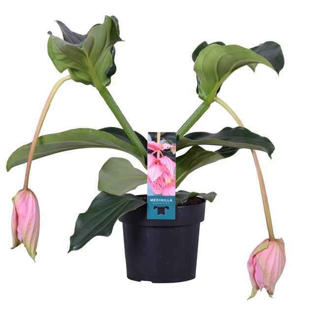 Горшечные цветы и растения оптом Medinilla Magnifica 4+ Pinatubo Etiket от 4шт из Голландии с доставкой по России