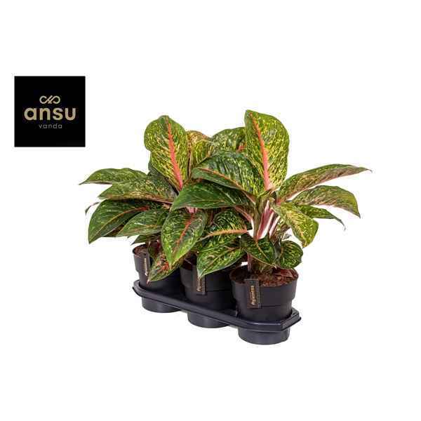 Горшечные цветы и растения оптом Aglaonema Lychee Red от 3шт из Голландии с доставкой по России