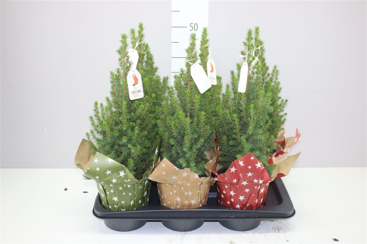 Горшечные цветы и растения оптом Picea Gl Perfecta Potcover Mix Paperlook от 6шт из Голландии с доставкой по России