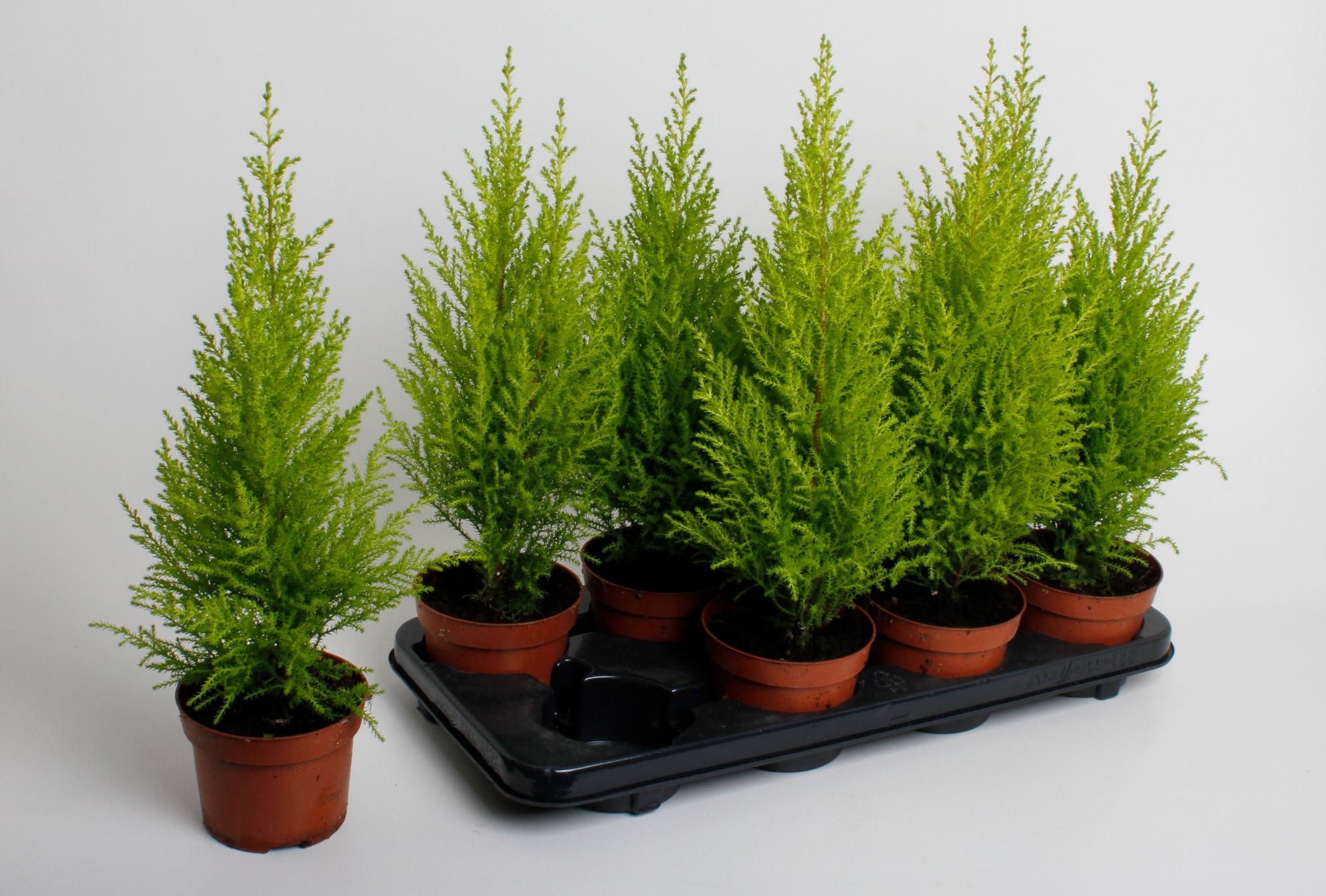 Горшечные цветы и растения оптом Cupressus Macrocarpa от 8шт из Голландии с доставкой по России