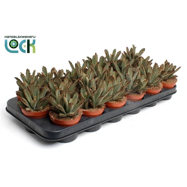 Горшечные цветы и растения оптом Kalanchoe Tomentosa Aida от 18шт (для телеги) из Голландии с доставкой по России