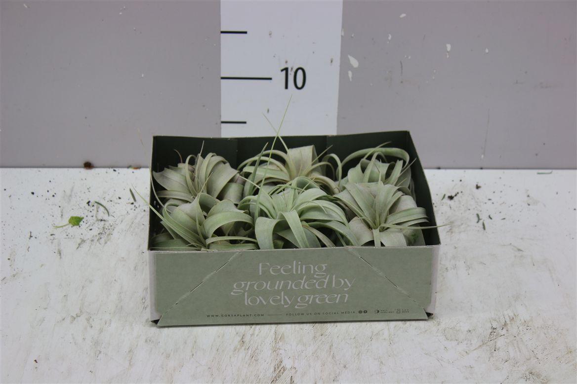 Горшечные цветы и растения оптом Tillandsia Xerographica от 6шт из Голландии с доставкой по России