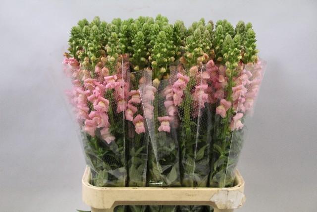 Срезанные цветы оптом Antirrhinum pink от 100шт из Голландии с доставкой по России
