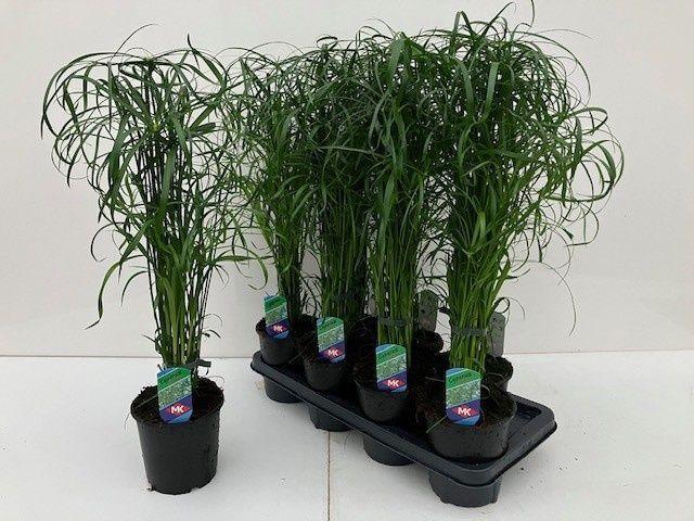 Горшечные цветы и растения оптом Cyper Alternifolius от 7шт из Голландии с доставкой по России