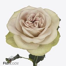 Срезанные цветы оптом Rosa garden notre dame от 24шт из Голландии с доставкой по России