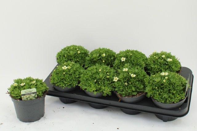 Горшечные цветы и растения оптом Saxif Ar Alp White от 8шт из Голландии с доставкой по России