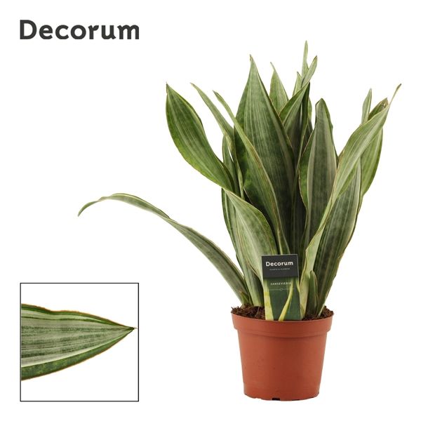 Горшечные цветы и растения оптом Sansevieria Aubrytiana Marlowe  (decorum) от 7шт из Голландии с доставкой по России