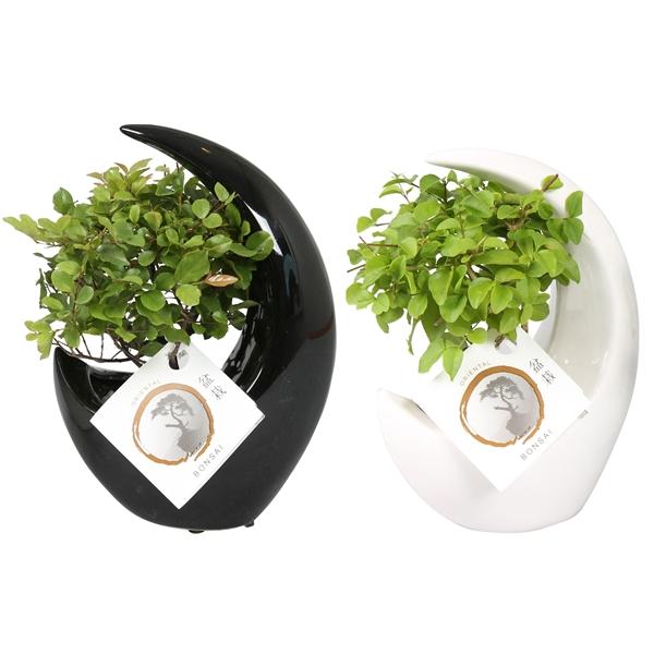 Горшечные цветы и растения оптом Bonsai Mix Moonshape Ceramic Bl от 12шт из Голландии с доставкой по России