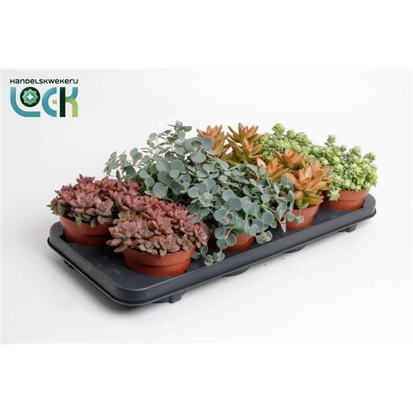 Горшечные цветы и растения оптом Sedum Mix от 8шт из Голландии с доставкой по России