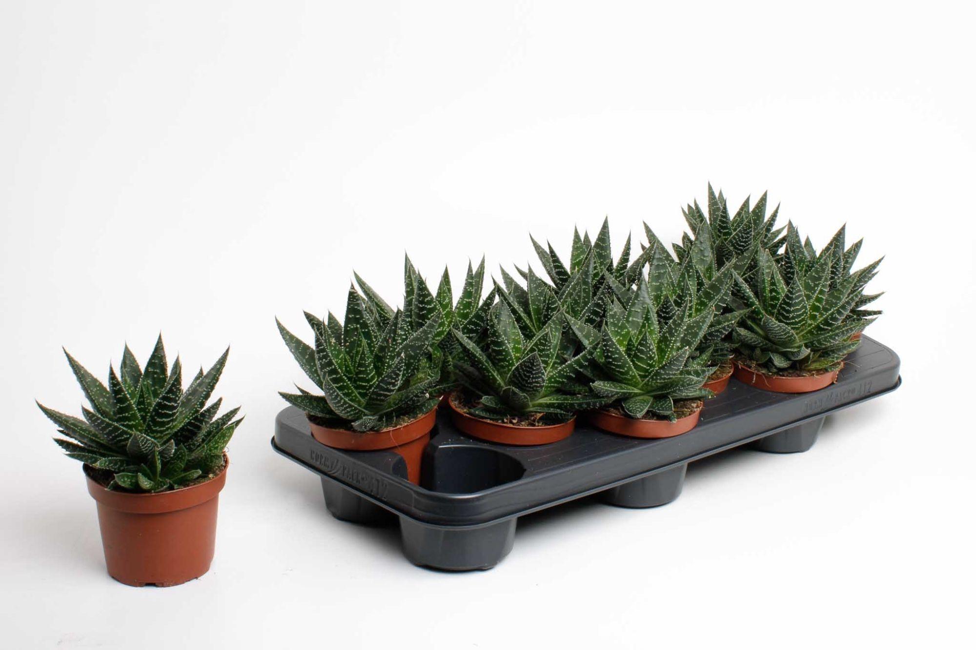 Горшечные цветы и растения оптом Gasteria Apollo от 12шт из Голландии с доставкой по России