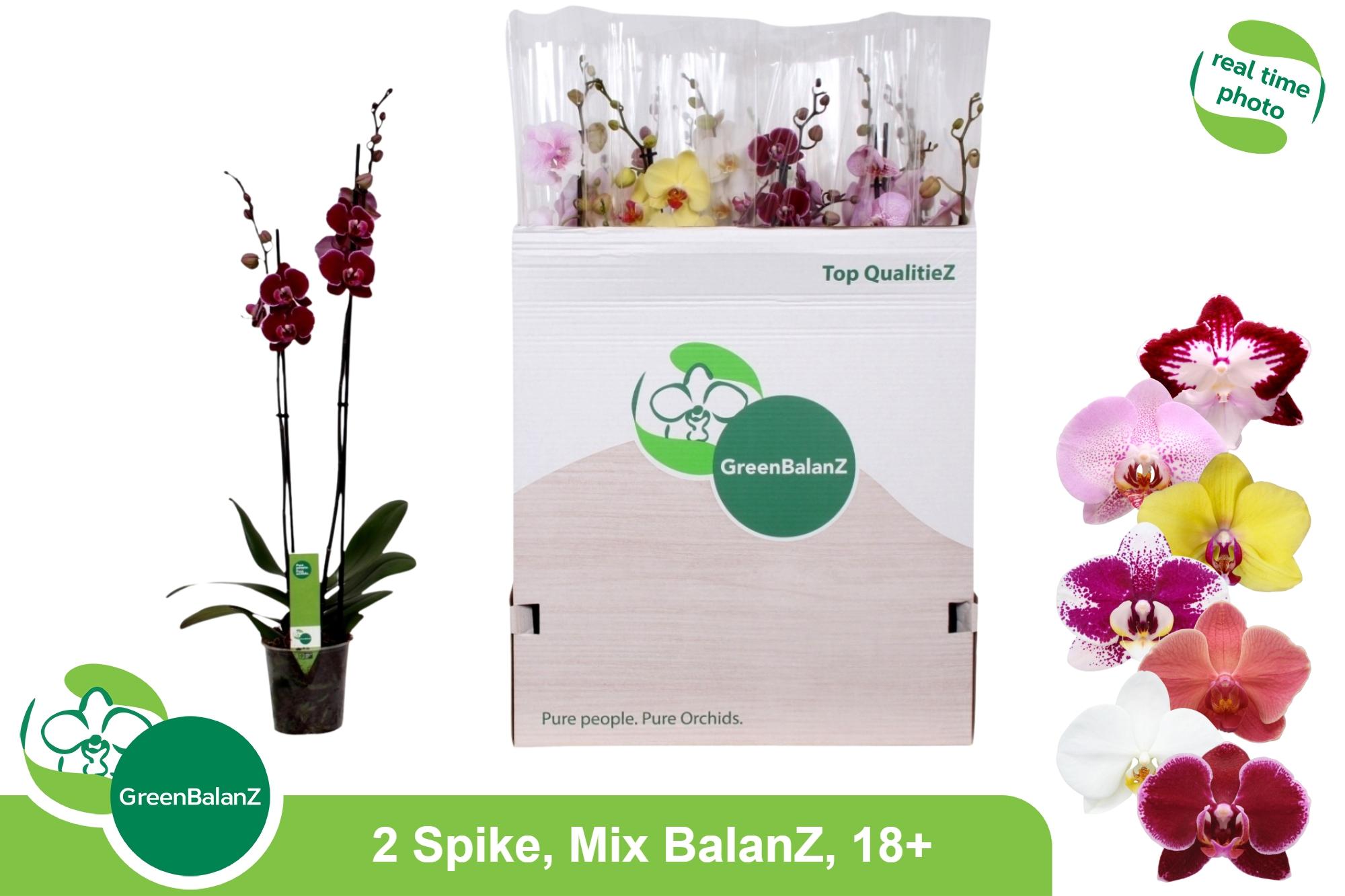 Горшечные цветы и растения оптом Phal Gem от 12шт из Голландии с доставкой по России