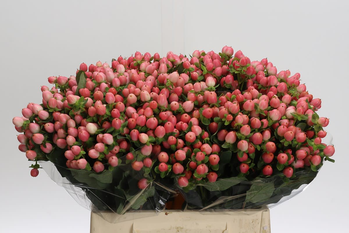 Срезанные цветы оптом Hypericum sweet romance от 100шт из Голландии с доставкой по России