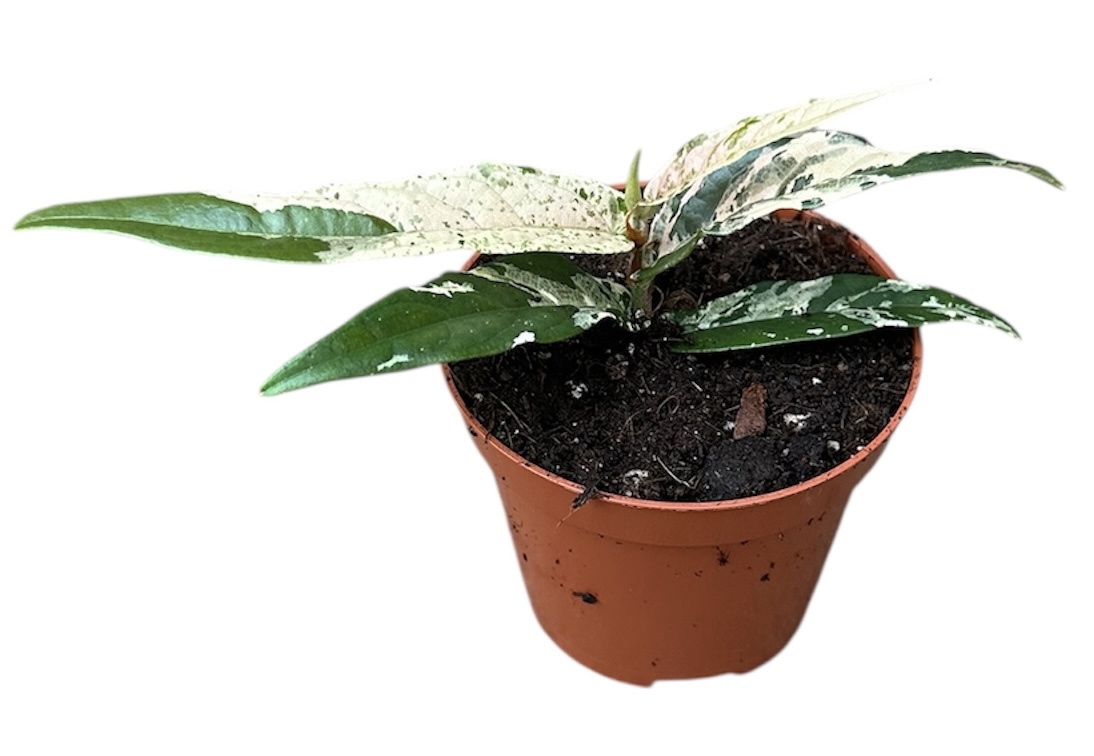 Горшечные цветы и растения оптом Ficus Sagittata Pink от 1шт (для телеги) из Голландии с доставкой по России