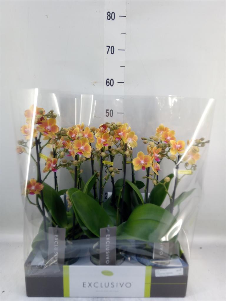 Горшечные цветы и растения оптом Phalaenopsis Multi.   ...orange от 6шт из Голландии с доставкой по России