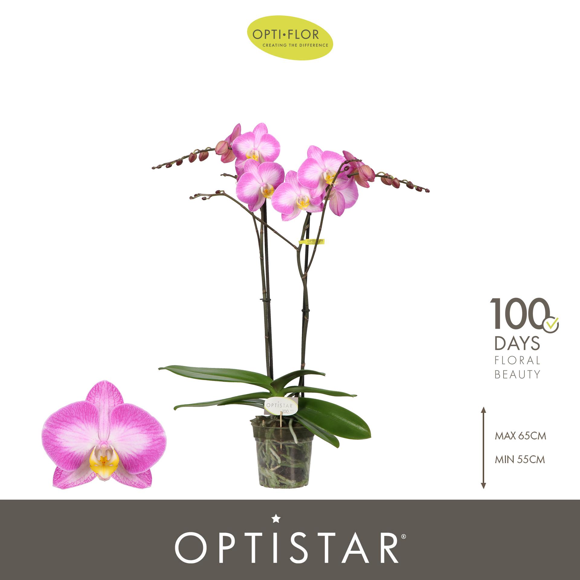 Горшечные цветы и растения оптом Phal 2st Optistar Carey 15+ ( Opti ) от 6шт из Голландии с доставкой по России
