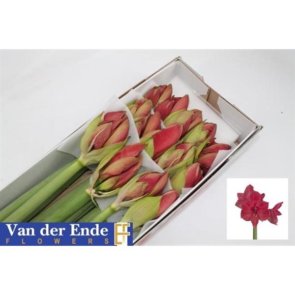 Срезанные цветы оптом Hippeastrum isabella от 18шт из Голландии с доставкой по России