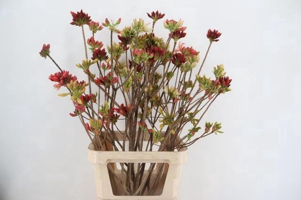 Срезанные цветы оптом Rhododendron mix от 15шт из Голландии с доставкой по России