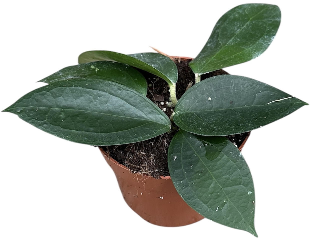 Горшечные цветы и растения оптом Hoya Sp Timor от 1шт из Голландии с доставкой по России