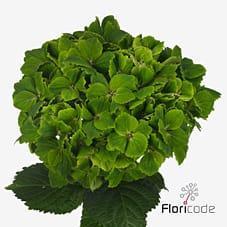 Срезанные цветы оптом Hydrangea mag rhapsody от 10шт из Голландии с доставкой по России