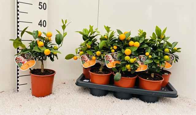 Горшечные цветы и растения оптом Citrus Calamondin Mini-stem Bush от 7шт из Голландии с доставкой по России
