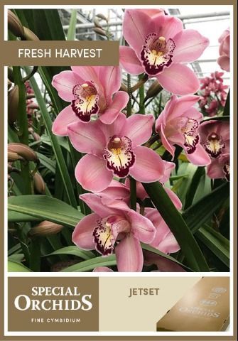 Срезанные цветы оптом Cymbidium pink jet set от 2шт из Голландии с доставкой по России